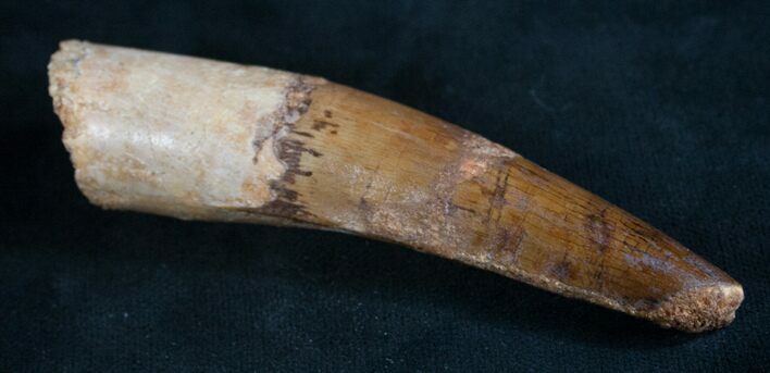 Large Spinosaurus Tooth - Partial Root #8034